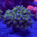 Frogspawn Coral Purple Tip