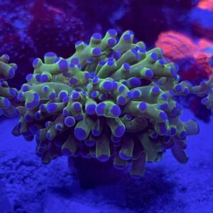 Frogspawn Coral Purple Tip