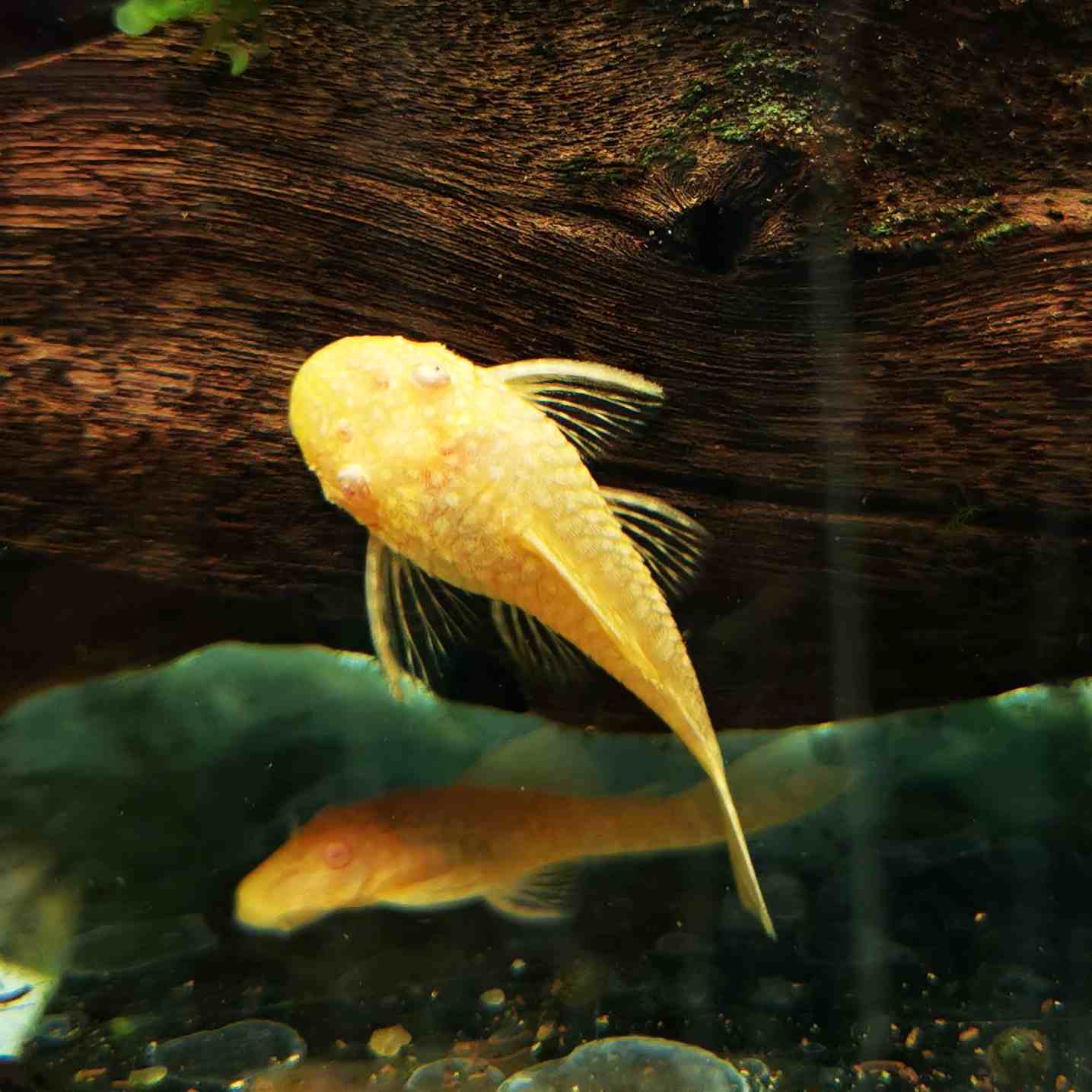 Albino Ancistrus