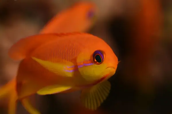 anthias female