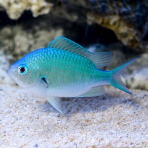 Blue Green Chromis