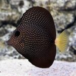 Gem Tang