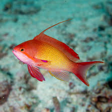 Lyretail Anthias Male