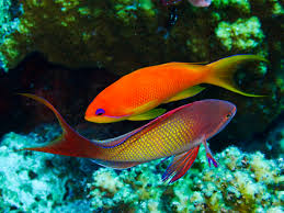 Lyretail Anthias Male