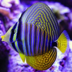 Desjardini Sailfin Tang