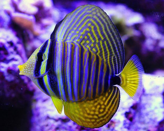 Desjardini Sailfin Tang | HeldeReef Aquatics