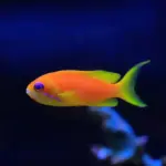 Female Lyretail Anthias