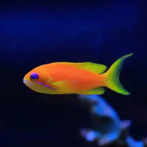 Female Lyretail Anthias