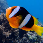 Yellow Belly Clownfish
