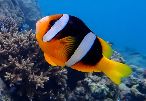 Yellow Belly Clownfish