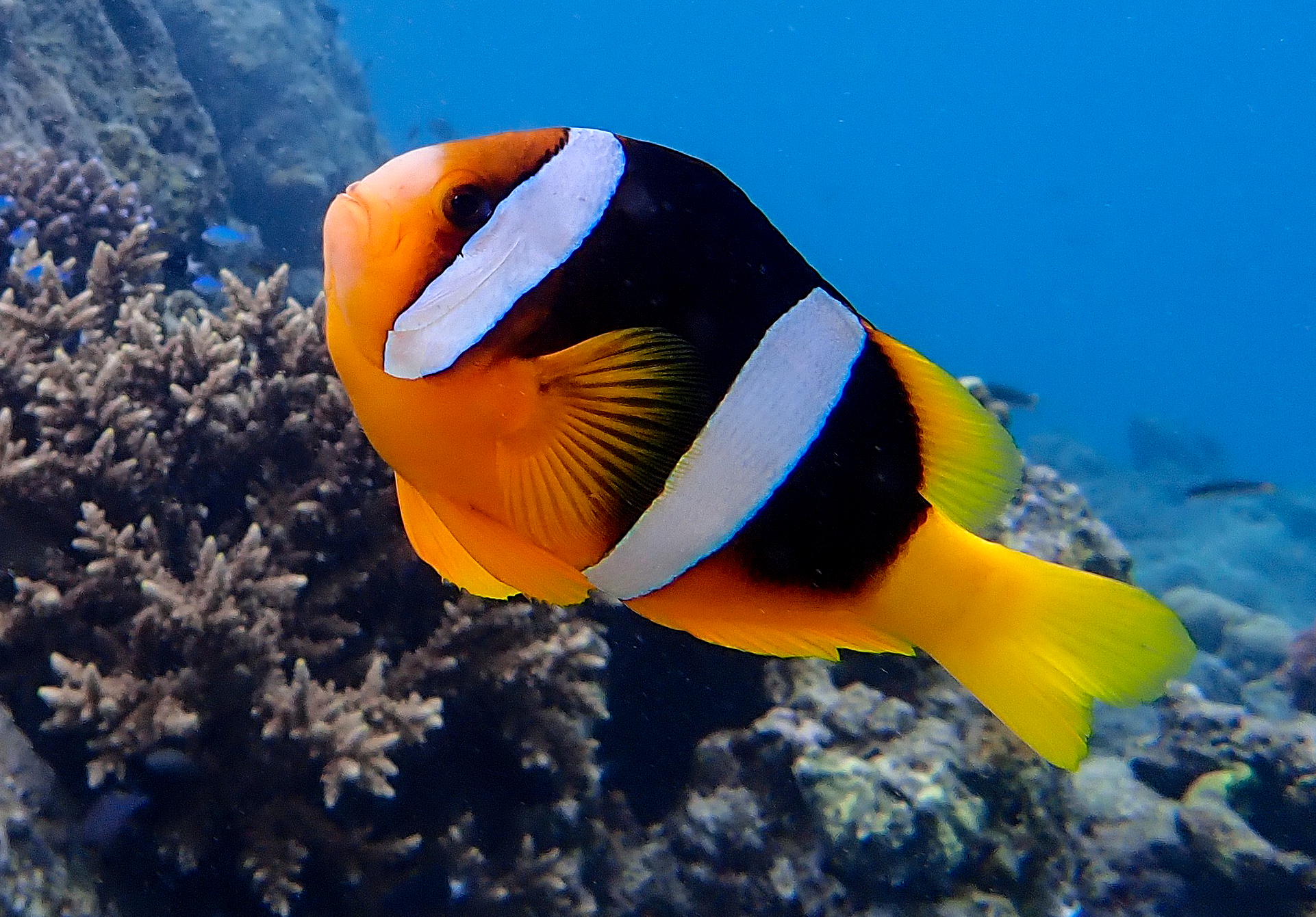 Yellow Belly Clownfish