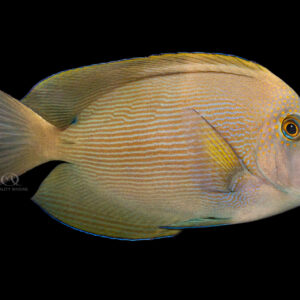 Bristletooth Tang