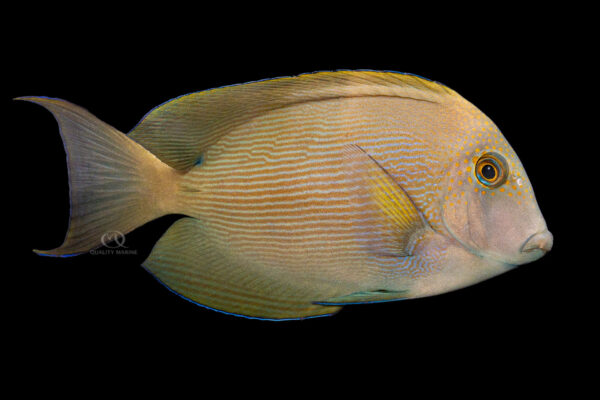 Bristletooth Tang