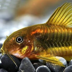 Gold Laser Corydoras