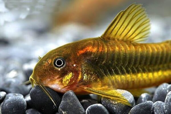 Gold Laser Corydoras