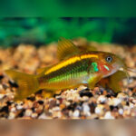 Gold Laser Corydoras