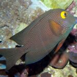 Bristletooth Tang