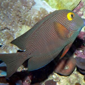 Bristletooth Tang