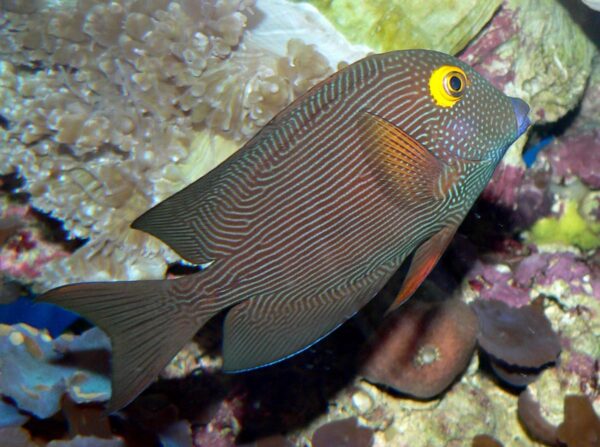 Bristletooth Tang