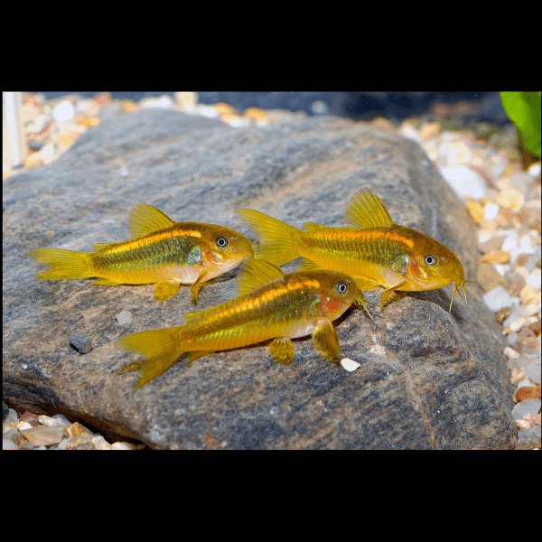 Gold Laser Corydoras