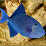 Odonus Niger Triggerfish