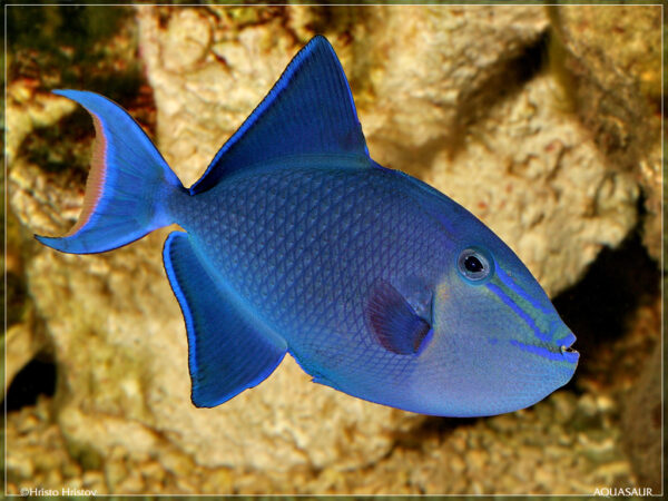 Odonus Niger Triggerfish