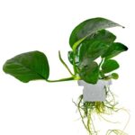 Tropica Anubias Barteri Caladiifolia