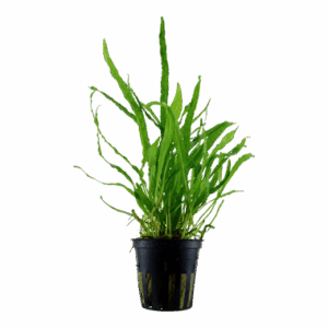 Tropica Microsorum Pteropus 'Narrow' Java Fern