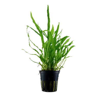 Tropica Microsorum Pteropus 'Narrow' Java Fern Tropica Microsorum Pteropus 'Narrow' Java Fern