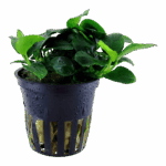 Tropica Anubias barteri 'Petite'