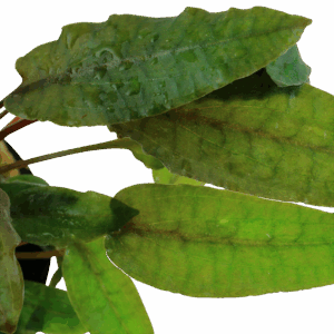 Tropica Cryptocoryne wendtii 'Tropica'