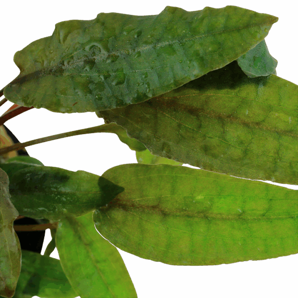 Tropica Cryptocoryne wendtii 'Tropica'