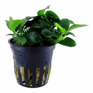 Tropica Anubias barteri 'Petite'