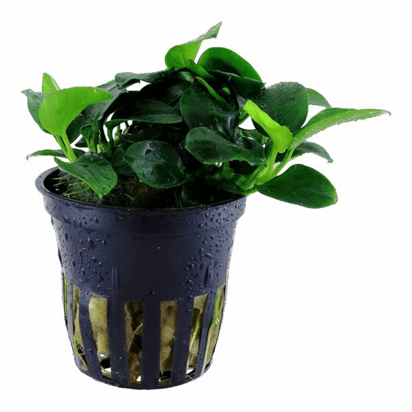 3 Tropica Anubias barteri 'Petite'