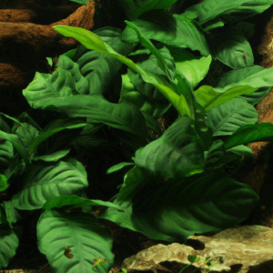 Tropica Anubias Barteri Caladiifolia – Plant Clip