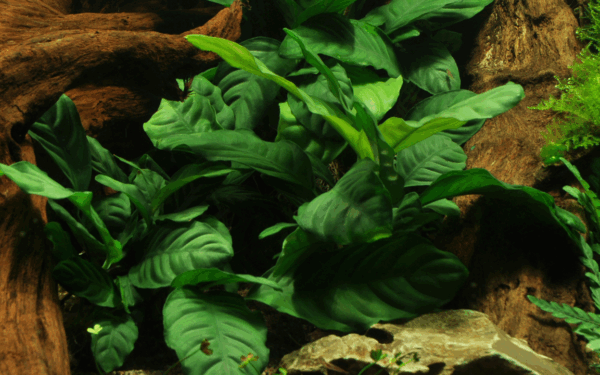 Tropica Anubias Barteri Caladiifolia – Plant Clip