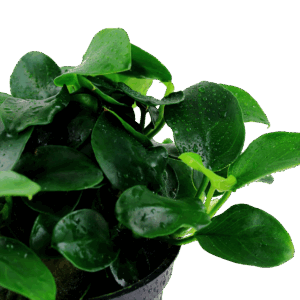 Tropica Anubias barteri 'Petite'