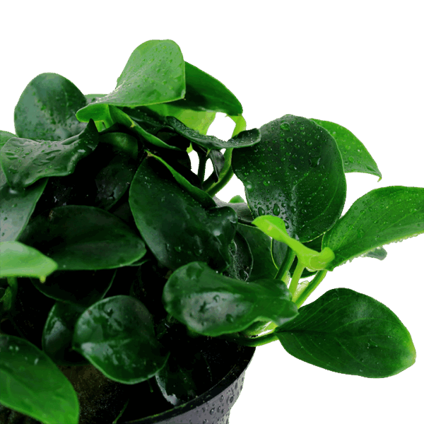 Tropica Anubias barteri 'Petite'