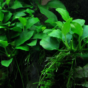 Tropica Anubias barteri 'Petite'