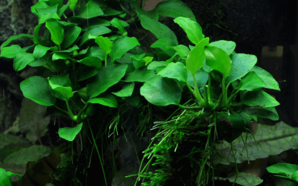 Tropica Anubias barteri 'Petite'