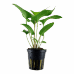 Tropica Anubias Gracilis