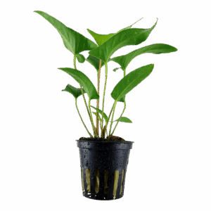 Tropica Anubias Gracilis