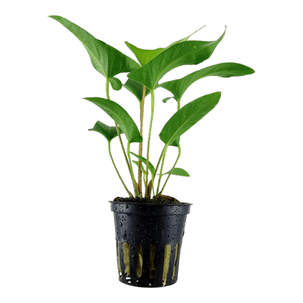 Tropica Anubias Gracilis