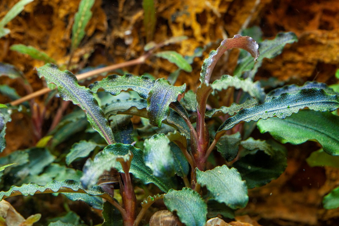Tropica Bucephalandra 'Kedagang' | HeldeReef Aquatics