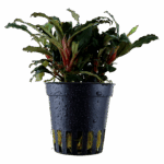 Tropica Bucephalandra sp. 'Red'