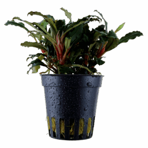 Tropica Bucephalandra sp. 'Red'