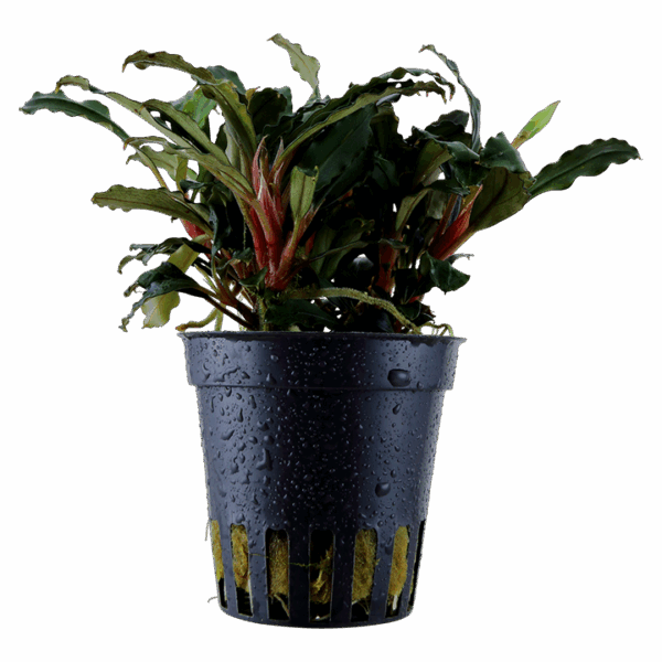 Bucephalandra sp. 'Red' Tropica Bucephalandra sp. 'Red'