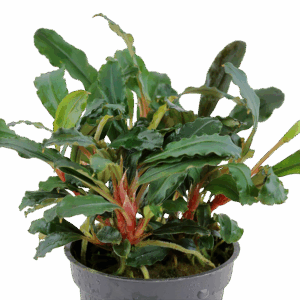 Tropica Bucephalandra sp. 'Red'