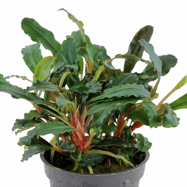 Tropica Bucephalandra sp. 'Red'