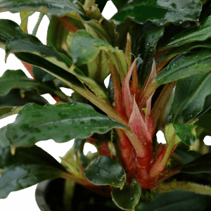 Tropica Bucephalandra sp. 'Red'